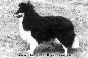 Shemaur Noel Edmonds