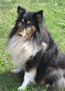 AMÁLKA Branický chlupáč