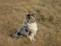 AYRON BLUE z Černé hlásky