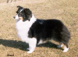 Black Bumblebee from Goat Valley