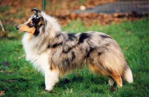 Blue Rubinetta o'the Highlands