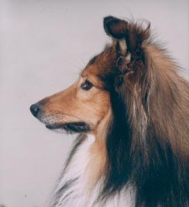 CAR ALEX GOLD Žabka