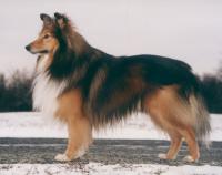 CAR ALEX GOLD Žabka