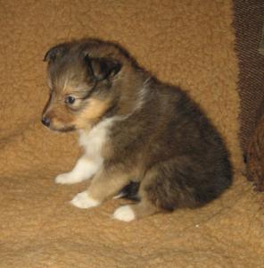 DAJDA BELLA Stříbrný panther