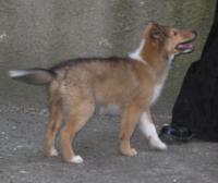 DASTY HAPPY Stříbrný panther