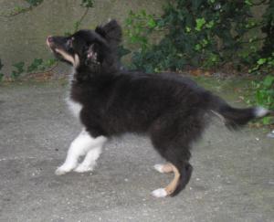 DESSIRÉ CRAZY Stříbrný panther