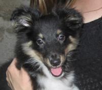 DESSIRÉ CRAZY Stříbrný panther