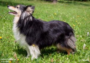 FATIMA Hedvábný sen