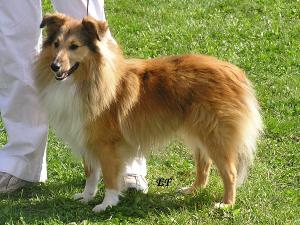 GABRIEL ze Zlaté hvězdy