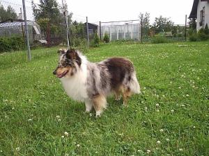 JASMÍNA z Karlova hrádku