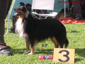 Robin Hood ze Shetlandů