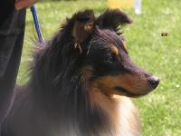 Robin Hood ze Shetlandů