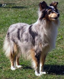 VICTORIA-REGIA z Černé hlásky