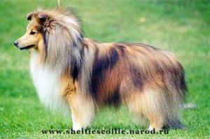 Yosemite's Following Star