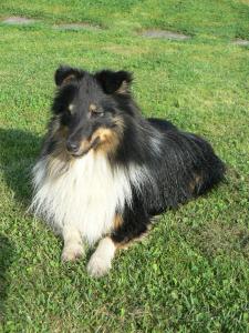 As You Like It of Youwentis