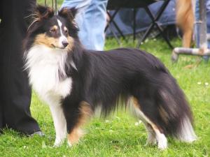 BLACKBERRY Drsná Vysočina