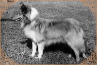 ALMA Nemanická královna CS