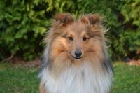 Coyote E. Wile Kamenitá stráň