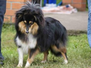 Kelly Želečské vrchy