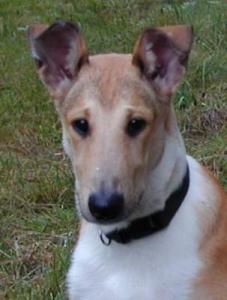 Harry Krásná Louka