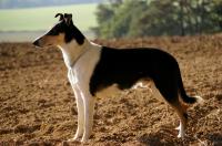 Fast and Furious Nirreterrit