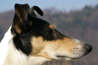 Fast and Furious Nirreterrit