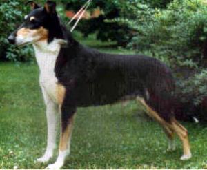 Sunsweet Love Me Tender