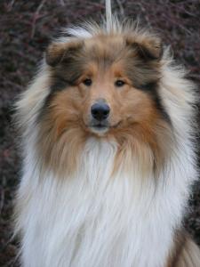 Quo Vadis African Gold