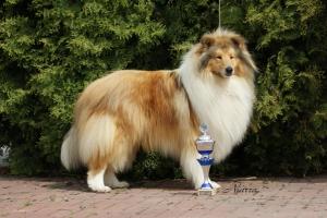 Ready To Go African Gold