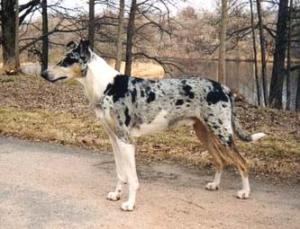 Gemdales Exclusive Edward