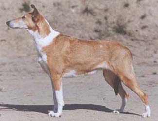 Baubon's Sister Selina