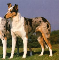 Filigree from Francolls