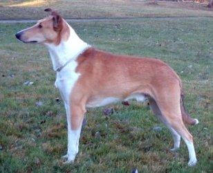 Sandcastle's Matador Mix