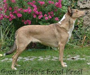 Denali Van Shaka's Roayl Kraal