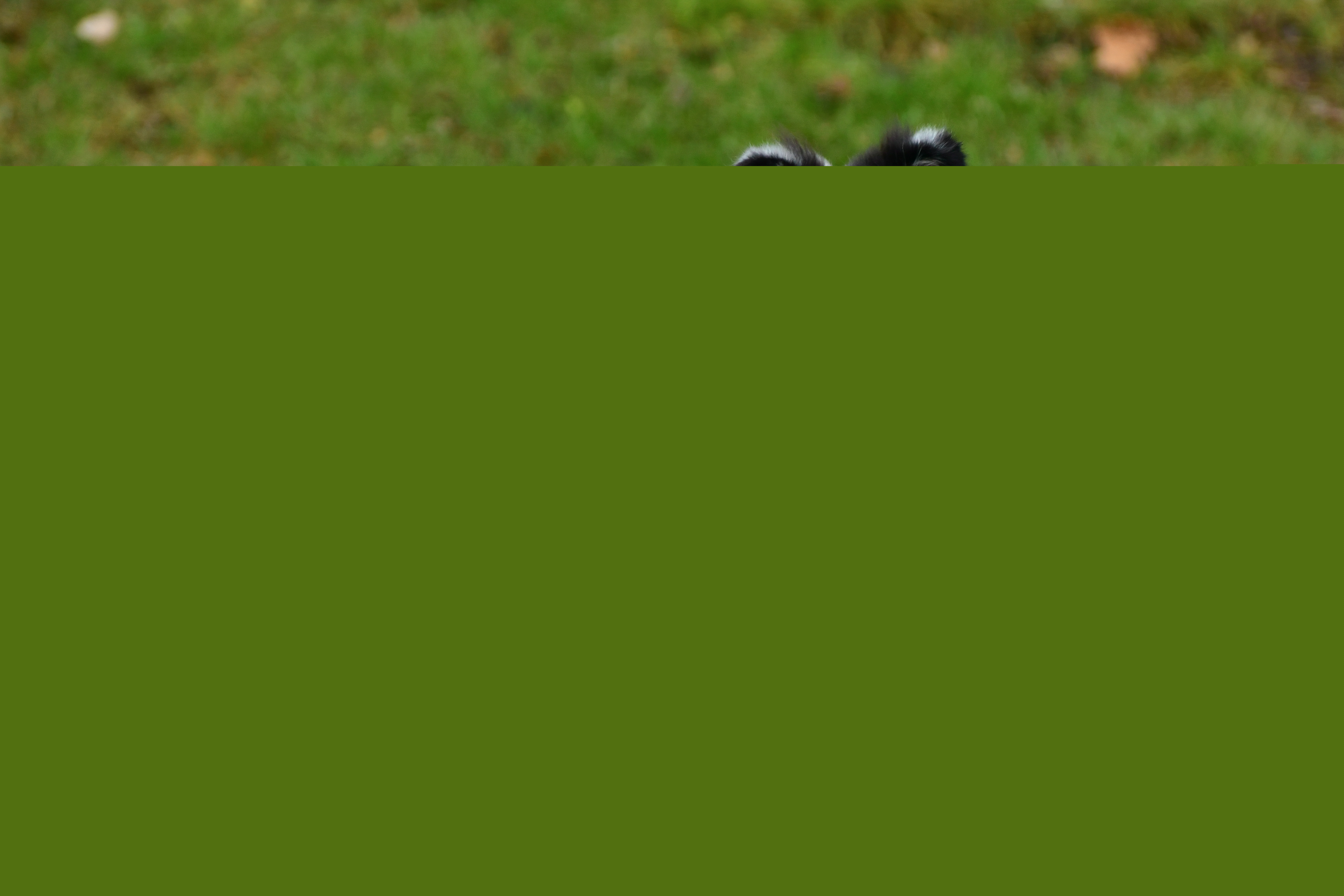 Ema ze Zlaté hvězdy