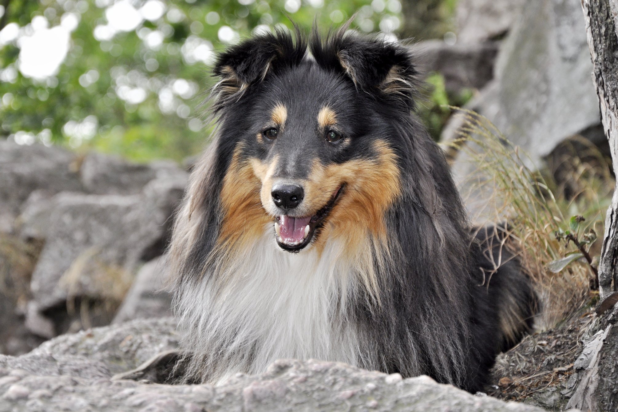 Zorro Mstitel Chancy Remus