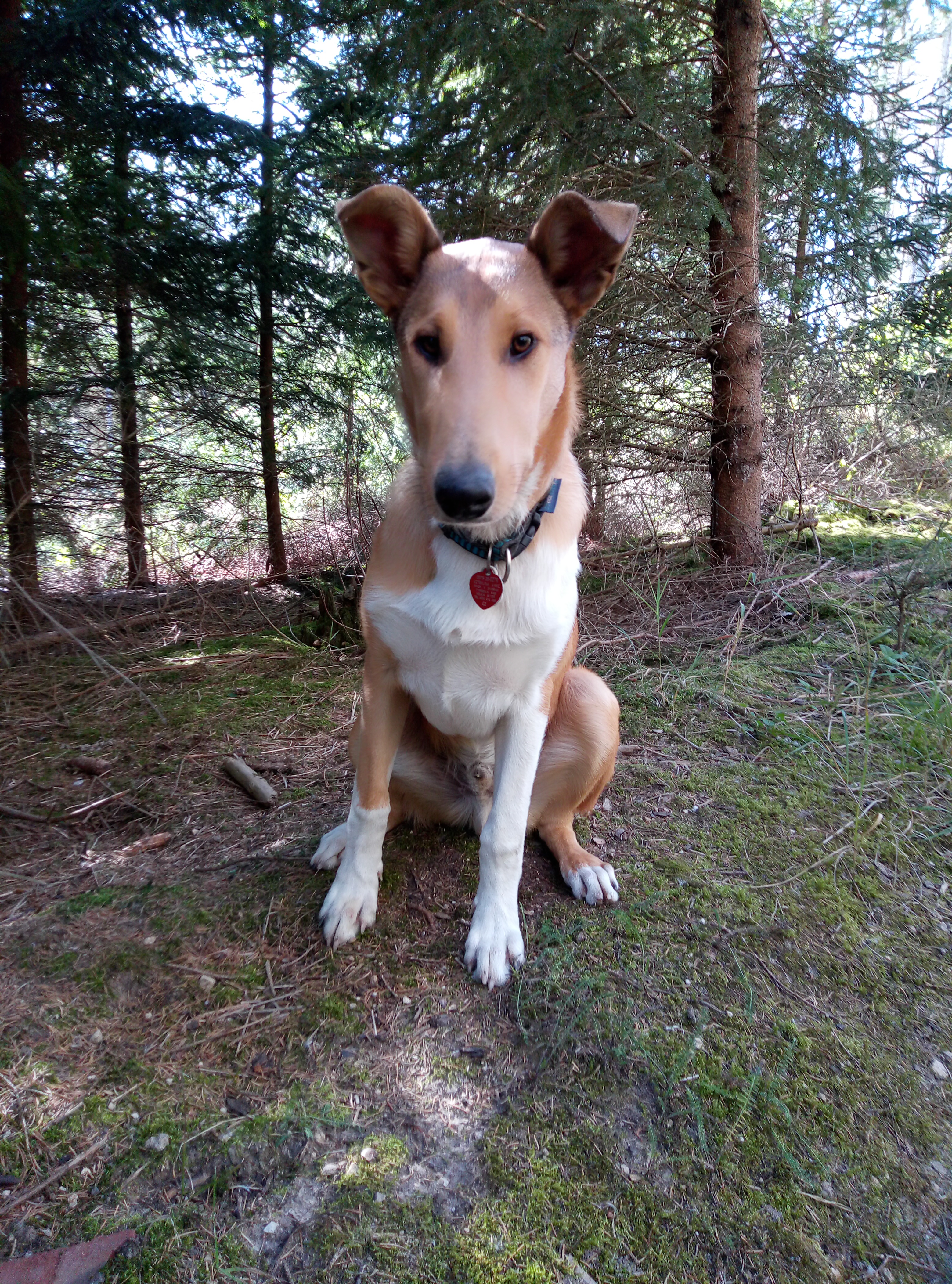 Darius z Rybova kraje