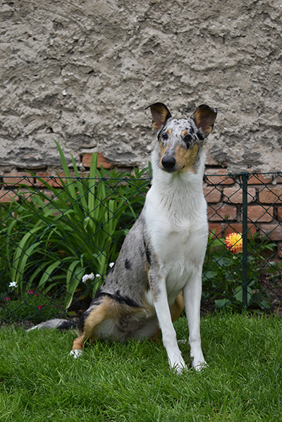 Divoška Šťastná smečka