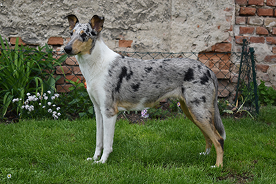 Divoška Šťastná smečka