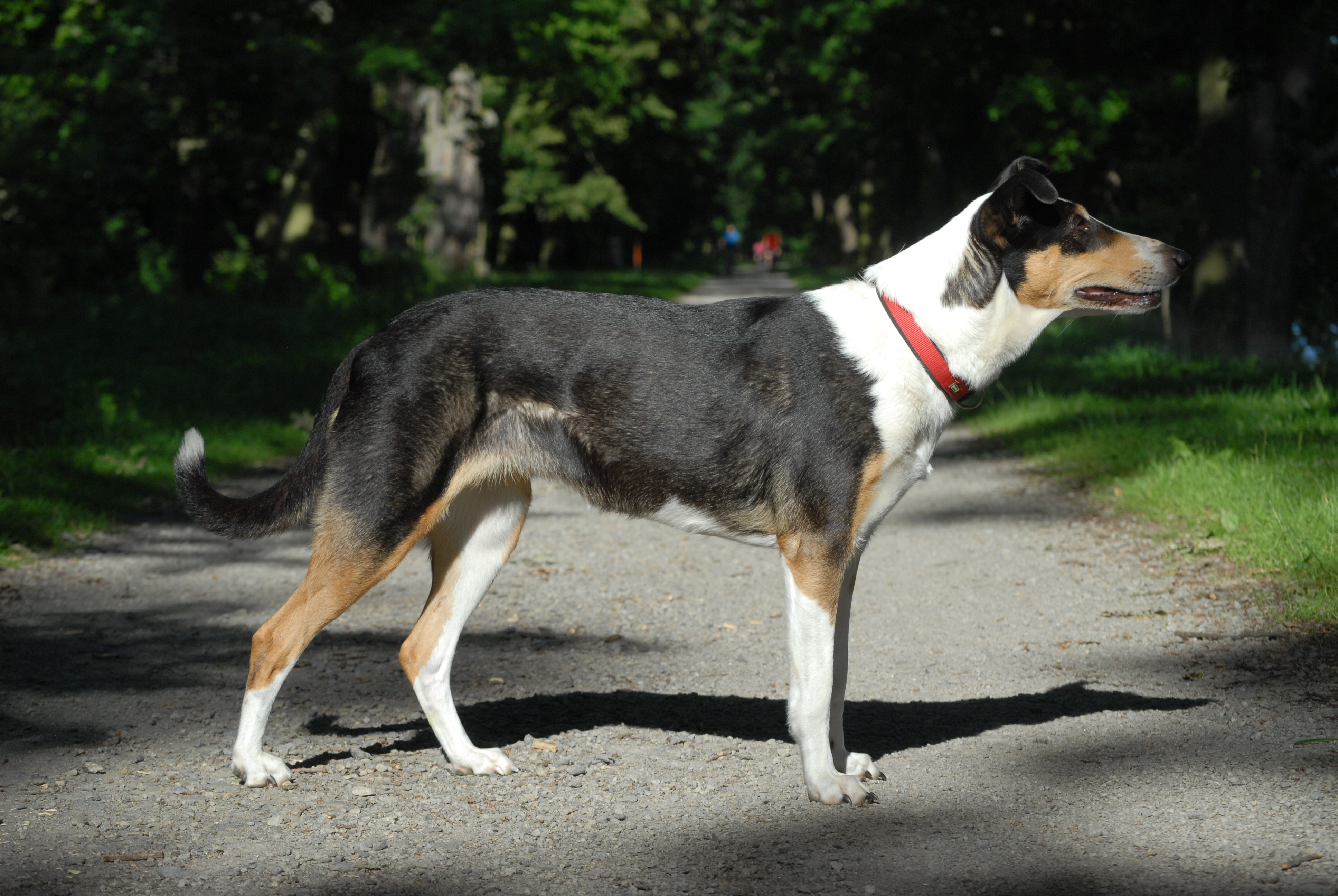 bugatti dvůr bažantnice